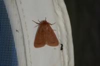 Ocneria rubea