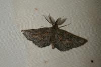 Nychiodes notarioi