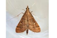 Dolicharthria punctalis
