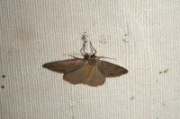 Pachycnemia hippocastanaria hippocastanaria