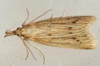 Ematheudes punctella