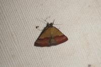 Phytometra viridaria