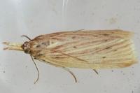 Ematheudes punctella