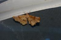 Selenia lunularia