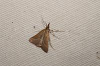 Synaphe punctalis