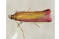 Oncocera semirubella