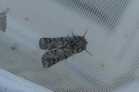 Thaumetopoea pityocampa
