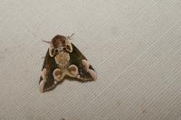 Thyatira batis