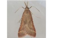 Synaphe punctalis