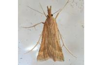 Synaphe punctalis