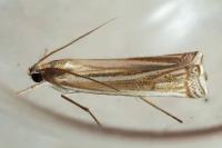 Ancylolomia tentaculella / disparalis