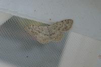 Scopula marginepunctata
