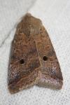 Leptologia lota