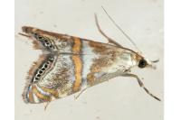Euchromius anapiellus