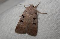 Eugnorisma glareosa