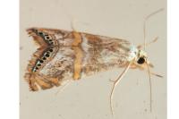Euchromius anapiellus