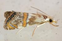 Euchromius anapiellus