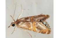 Euchromius anapiellus