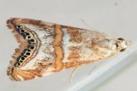 Euchromius anapiellus