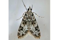 Eudonia delunella