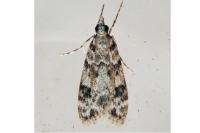 Eudonia delunella