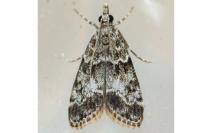 Eudonia mercurella