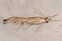 Pediasia contaminella
