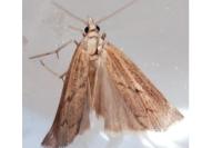Pediasia contaminella