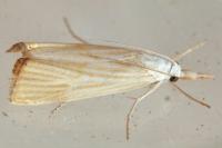 Xanthocrambus delicatellus