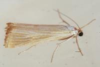 Xanthocrambus delicatellus