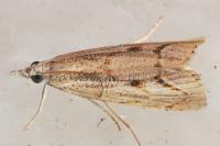 Agriphila geniculea