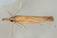 Agriphila tristella