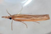 Agriphila tristella