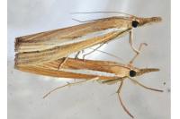 Agriphila tristella