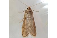 Lamoria anella