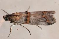 Pempelia compositella