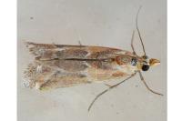 Ancylosis cinnamomella