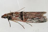 Nephopterix angustella