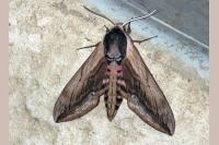 Sphinx ligustri