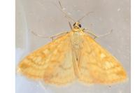 Sitochroa verticalis
