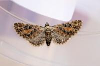 Eupithecia icterata