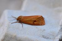Diacrisia sannio