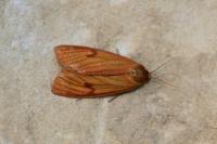 Diacrisia sannio