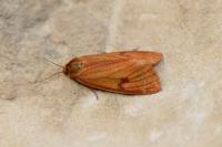 Diacrisia sannio