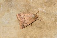 Helicoverpa armigera