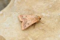 Helicoverpa armigera
