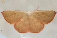 Cyclophora puppillaria