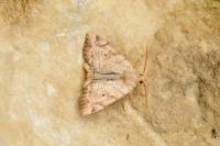 Cosmia trapezina