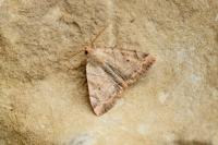 Cosmia trapezina