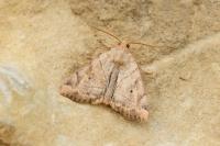 Cosmia trapezina
